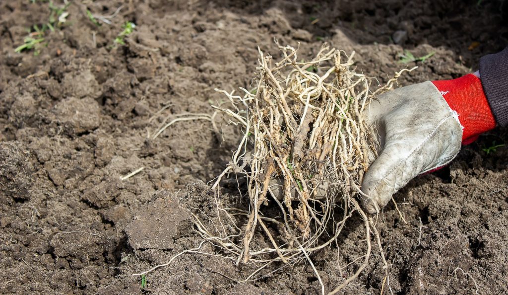 Cleaning weeds on the farm, vegetable garden garden.